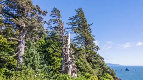 Fitzroya cupressoides, a long-lived conifer native to southern Chile, thrives in Stock Footage 309295075