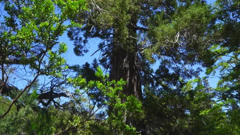 Fitzroya tree plant in Argentina Stock Footage 297320500