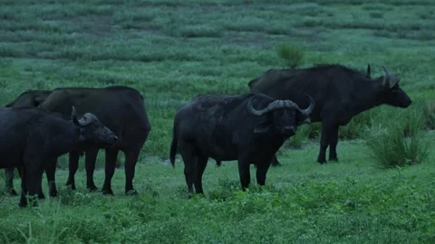 Five African buffalo standing in the low light at dusk in the green landscape Stock Footage 345142095
