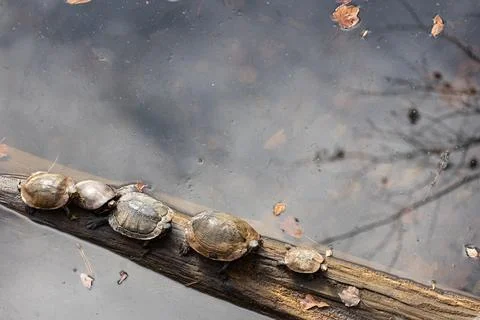 Five Aquatic Turtles Bask On Submerged Log In Georgia Lake Foto stock