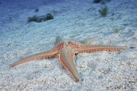 Five-armed starfish with a red spotted pattern, Astropecten aranciacus Stock Photos
