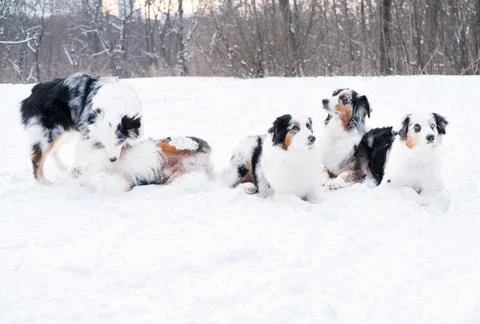 Five australian shepherd lying in winter forest. Stock Photos