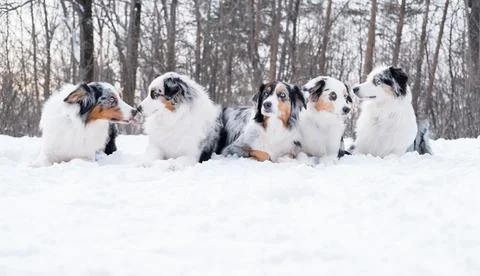 Five australian shepherd merle dogs lying in winter forest. Stock Photos