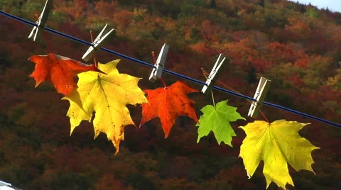 Five autumn maple leaves Stock Footage 46546209