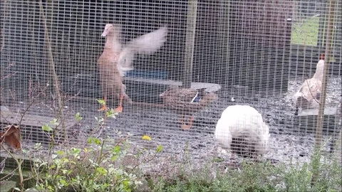 Five backyard ducks preening in a muddy enclosure. Stock Footage 76581196