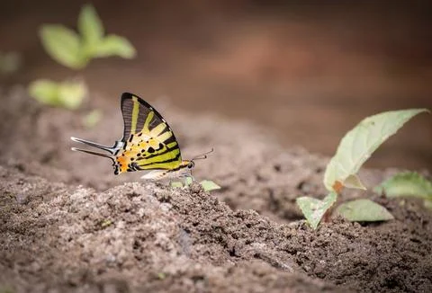 Five-bar swordtail butterfly. Stock Photos