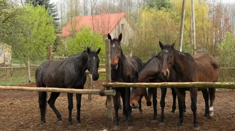 Five bay horses 스톡 동영상 68081395