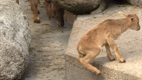 Five beautiful goats spreading the ears and confused looking into the camera on Stock Footage 88570314