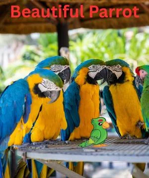 Five Beautiful parrots Stock Photos