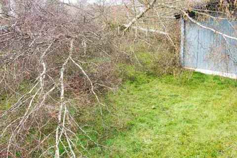 Five big birch trees are downed in garden on wooden roof garage after strong  Stock Photos