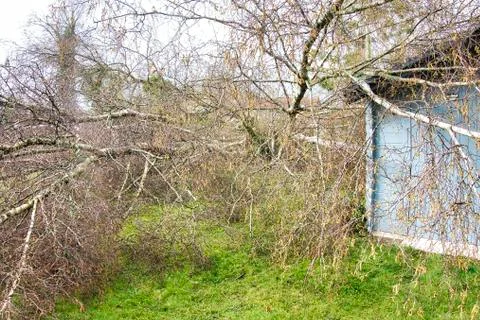 Five big birch trees are downed in garden on wooden roof garage after strong  Stock Photos