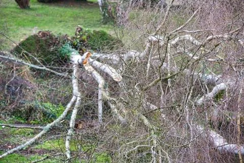 Five big birch trees are downed in garden after strong tornado and wing storm Stock Photos