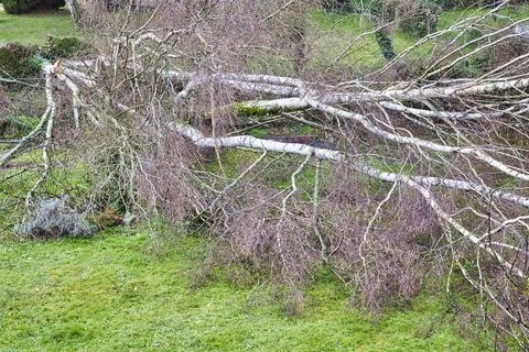 Five big birch trees are downed in garden after strong tornado and wing sto.. Foto stock