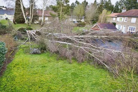Five big birch trees are downed in garden after strong tornado and wing sto.. Stock Photos