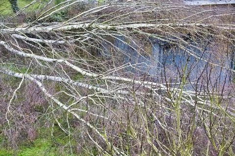 Five big birch trees are downed in garden on wooden roof garage after stron.. Stock-Fotos