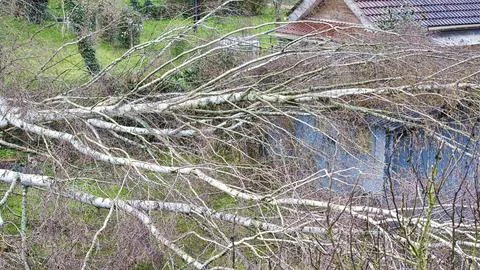 Five big birch trees are downed in garden on wooden roof garage after stron.. Stock Photos
