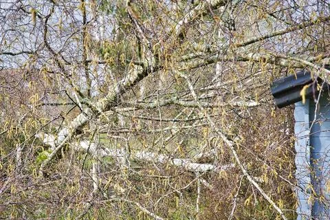 Five big birch trees are downed in garden on wooden roof garage after stron.. Foto stock