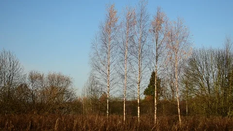 Five birches against the blue sky Stock Footage 118429352