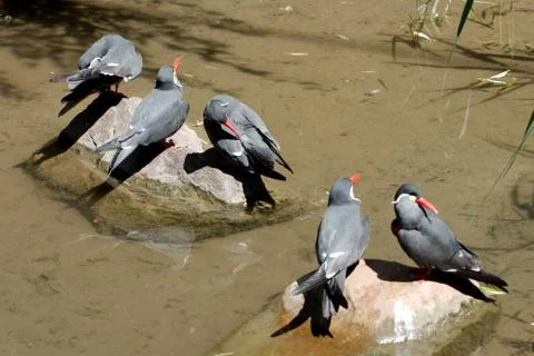 Five birds in summer Stock Photos