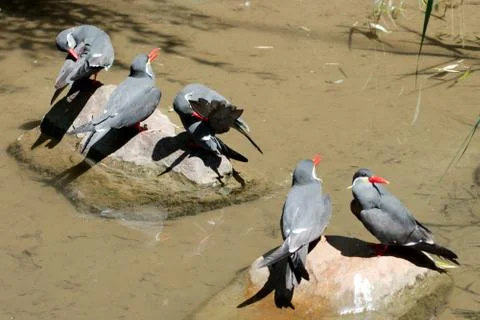 Five birds in summer 写真素材