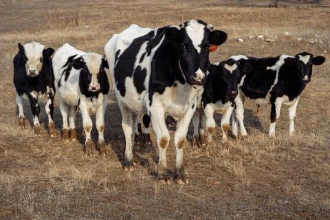 Five black and white cows from one herd stand in wedges. Stock Photos