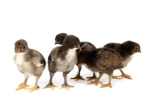 Five black chickens or chicks  from Marans breed isolated on white Stock Photos