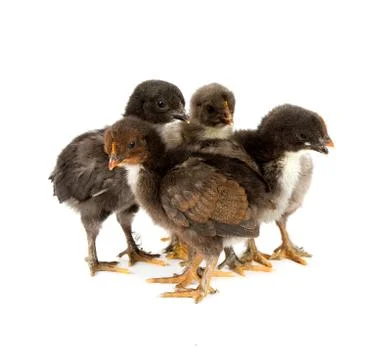 Five black chickens or chicks  from Marans breed isolated on white Stock Photos