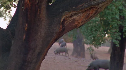 Five black iberian pigs to pass through the trees Stock Footage 56143874
