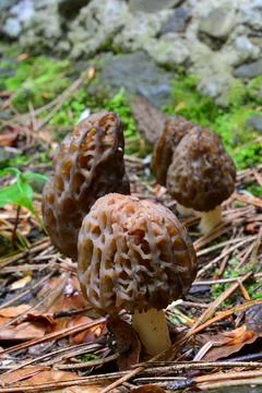 Five Black morels in a row Stock Photos