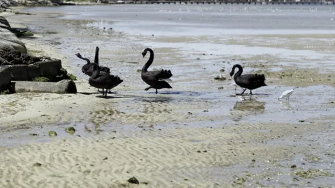 Five black swans &amp; some seagulls drink from fresh water outlet on sandy shore Video stock 230557992