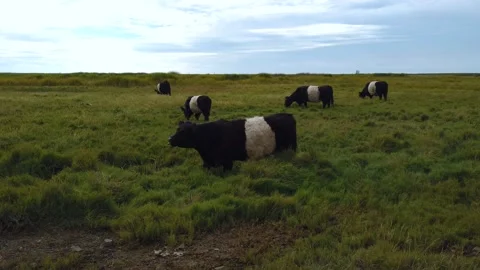 Five Black-White Cows - Scottish Belted Galloway - Summer Grassland Stock Footage 162007793