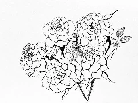 Five blooming roses hand drawn with black ink,on paper, Stock Illustration