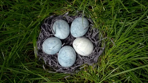 Five blue eggs, painted in tea hibiscus, lie in hay in saucer on grass, top view Stock Footage 113683287