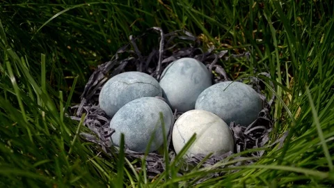 Five blue eggs, painted in tea hibiscus, lie in a hay in a saucer on the grass Stock Footage 113683303