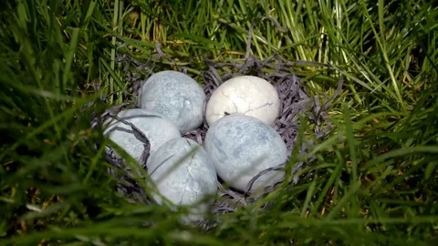 Five blue eggs, painted in tea hibiscus, lie on grass, like a dragon eggs Stock Footage 113683324