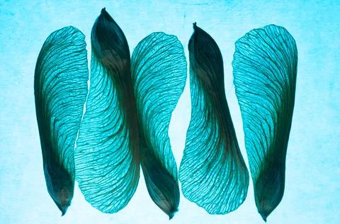 Five in blue Stock Photos