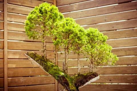 Five bonsai trees on a  tree stub Stock Photos