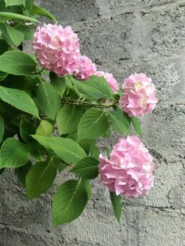 Five branches of pink hydrangea on a gray background Stock Photos