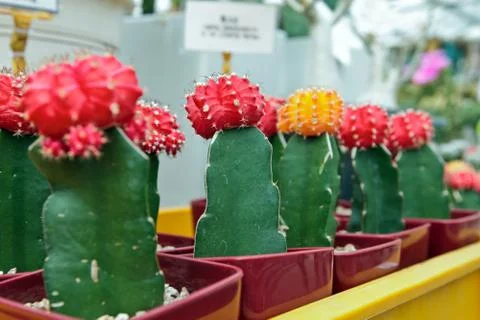 Five brave dwarfs Stock Photos