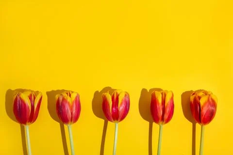 Five brightly colored red and yellow tulips are arranged in a straight line a 스톡 사진