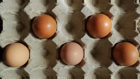 Five brown eggs arranged in a cardboard egg carton Foto stock