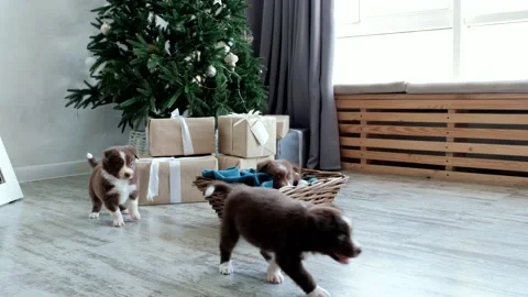 Five brown puppies run away and hide behind a Christmas tree Stock Footage 231258756