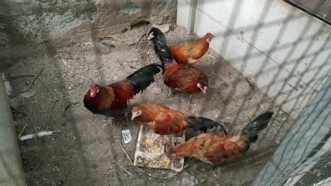 Five brown roosters in the cage Stock Footage 260537808