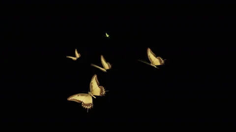 Five butterflies flying in the center of the screen and camera rotates  Stock Footage 44859836