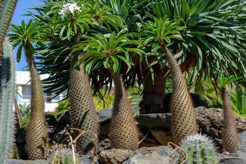 Five cacti planted in line Stock Photos