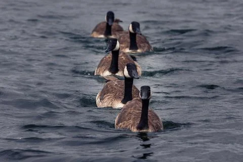 Five canada geese in a row Stock Photos