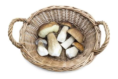 Five ceps found and put in a small basket. White background Foto stock