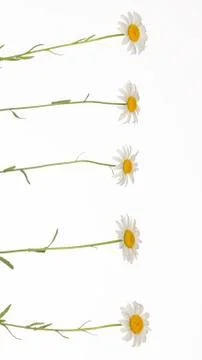 Five chamomile on thin stems Stock Photos