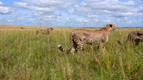 Five Cheetahs Walking Through Savannah Grasslands 4k Telephoto Action Footage Stock Footage 338254895