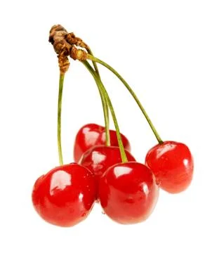 Five cherry on sprig Stock Photos